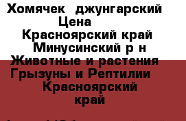 Хомячек  джунгарский   › Цена ­ 150 - Красноярский край, Минусинский р-н Животные и растения » Грызуны и Рептилии   . Красноярский край